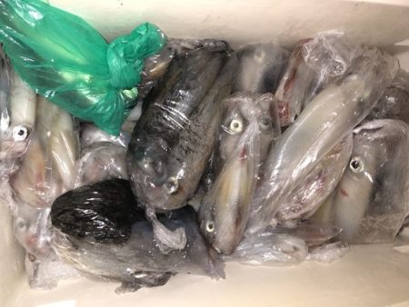 幸風（さちかぜ） 釣果