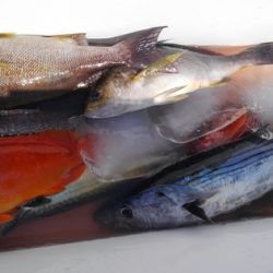 遊漁船 新鋭丸 釣果