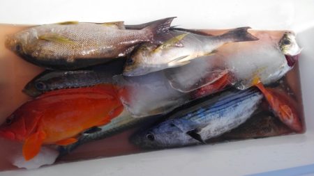 遊漁船 新鋭丸 釣果