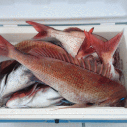 遊漁船ブルーウッズ 釣果