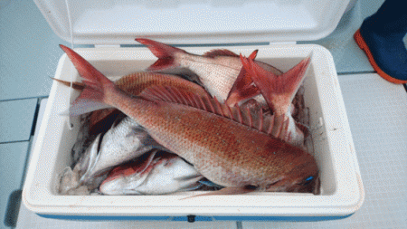 遊漁船ブルーウッズ 釣果