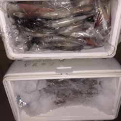 幸風（さちかぜ） 釣果