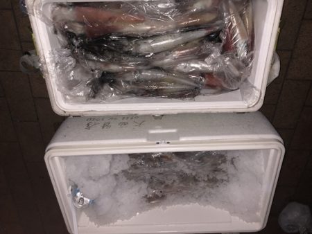 幸風（さちかぜ） 釣果