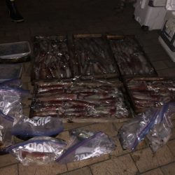 幸風（さちかぜ） 釣果