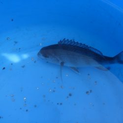 オリジナルメーカー海づり公園(市原市海づり施設) 釣果