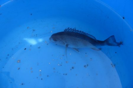 オリジナルメーカー海づり公園(市原市海づり施設) 釣果