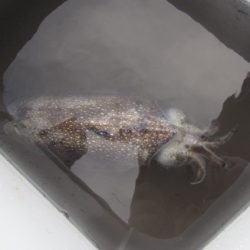 オリジナルメーカー海づり公園(市原市海づり施設) 釣果