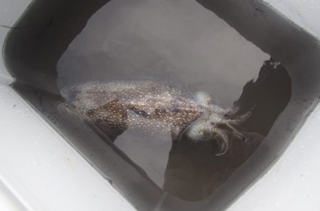 オリジナルメーカー海づり公園(市原市海づり施設) 釣果