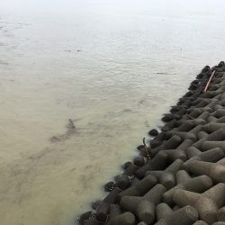 尼崎市立魚つり公園 釣果