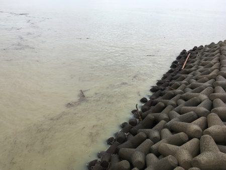 尼崎市立魚つり公園 釣果