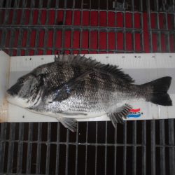 尼崎市立魚つり公園 釣果