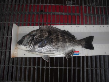 尼崎市立魚つり公園 釣果