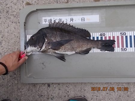 姫路市立遊魚センター 釣果