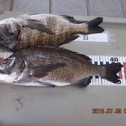 姫路市立遊魚センター 釣果