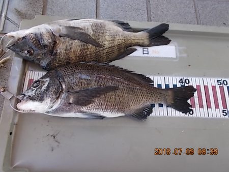 姫路市立遊魚センター 釣果