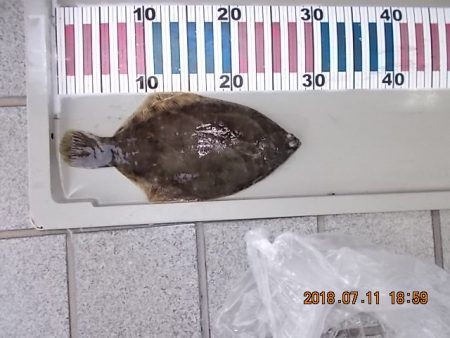 姫路市立遊魚センター 釣果