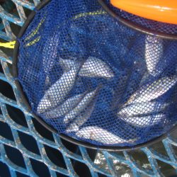 オリジナルメーカー海づり公園(市原市海づり施設) 釣果