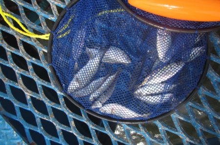 オリジナルメーカー海づり公園(市原市海づり施設) 釣果