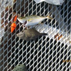 下関フィッシングパーク 釣果