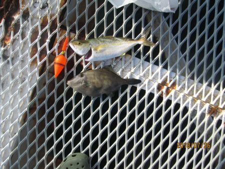 下関フィッシングパーク 釣果