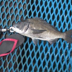 オリジナルメーカー海づり公園(市原市海づり施設) 釣果