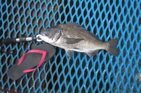 オリジナルメーカー海づり公園(市原市海づり施設) 釣果