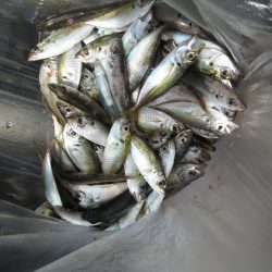 下関フィッシングパーク 釣果