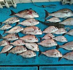 フィッシングガイド りょう 釣果