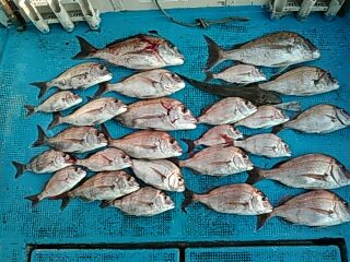 フィッシングガイド りょう 釣果