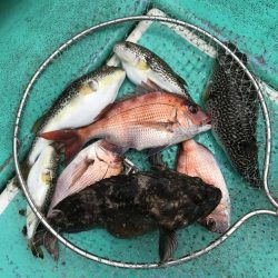 大貫丸 釣果