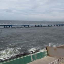 オリジナルメーカー海づり公園(市原市海づり施設) 釣果
