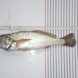 オリジナルメーカー海づり公園(市原市海づり施設) 釣果