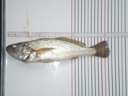 オリジナルメーカー海づり公園(市原市海づり施設) 釣果