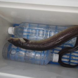 オリジナルメーカー海づり公園(市原市海づり施設) 釣果