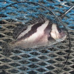 オリジナルメーカー海づり公園(市原市海づり施設) 釣果