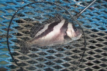 オリジナルメーカー海づり公園(市原市海づり施設) 釣果