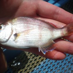 オリジナルメーカー海づり公園(市原市海づり施設) 釣果