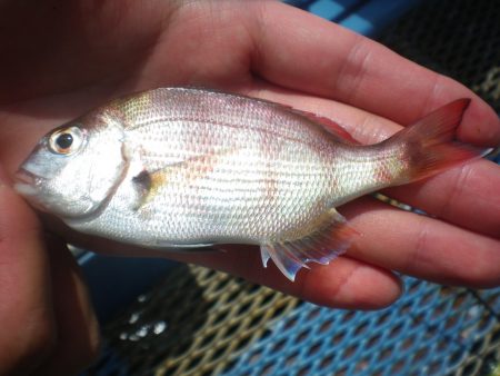 オリジナルメーカー海づり公園(市原市海づり施設) 釣果
