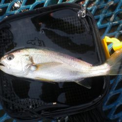 オリジナルメーカー海づり公園(市原市海づり施設) 釣果