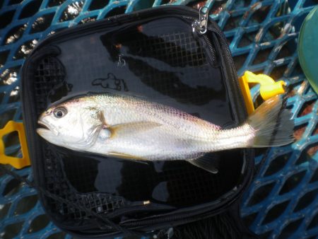 オリジナルメーカー海づり公園(市原市海づり施設) 釣果