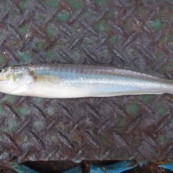 オリジナルメーカー海づり公園(市原市海づり施設) 釣果