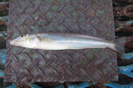 オリジナルメーカー海づり公園(市原市海づり施設) 釣果