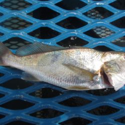 オリジナルメーカー海づり公園(市原市海づり施設) 釣果