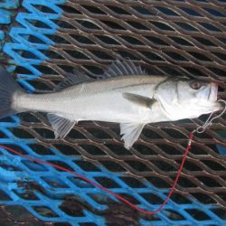 オリジナルメーカー海づり公園(市原市海づり施設) 釣果