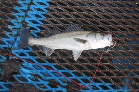 オリジナルメーカー海づり公園(市原市海づり施設) 釣果