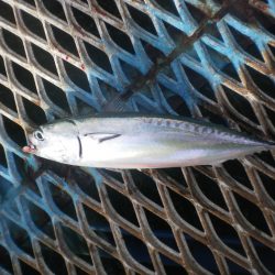 オリジナルメーカー海づり公園(市原市海づり施設) 釣果