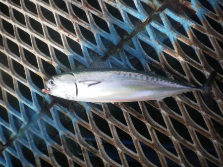 オリジナルメーカー海づり公園(市原市海づり施設) 釣果