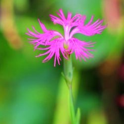 小菅トラウトガーデン 釣果