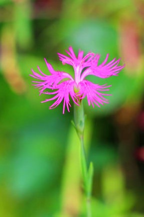 小菅トラウトガーデン 釣果