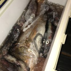 寿裕 （YOSHIHIRO） 釣果